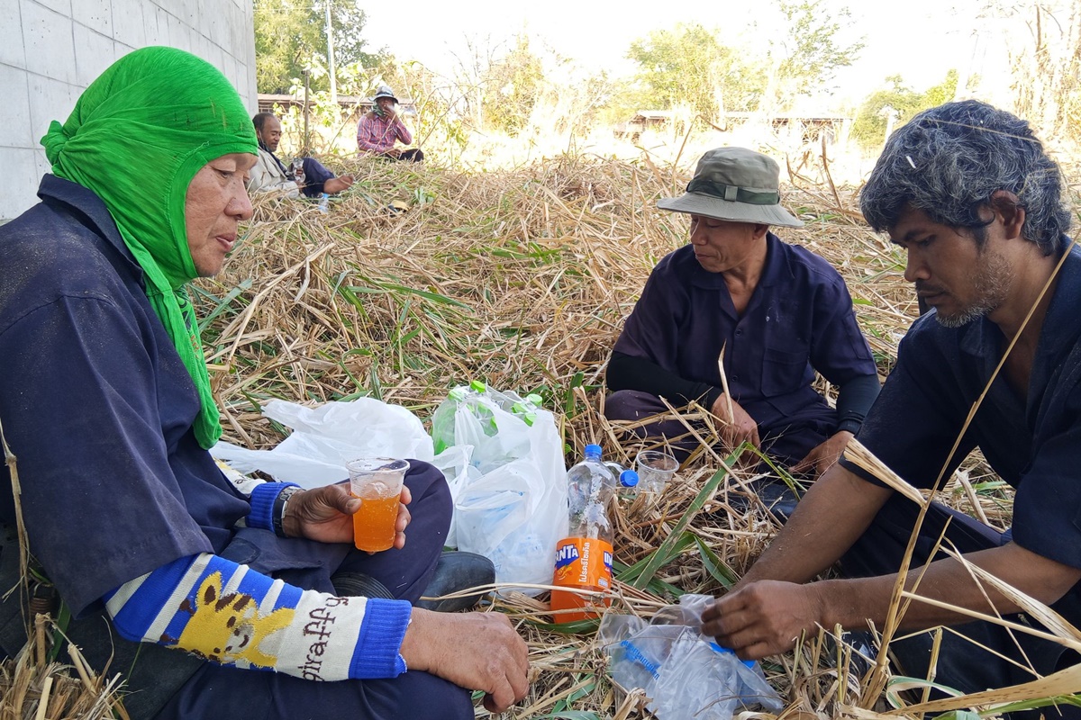 เจ้าหน้าที่ศูนย์วิจัยและพัฒนาสุกร ช่วยกันพัฒนาบริเวณฟาร์มสุกร บริเวณโรงเรือน 12 และบริเวณคอกแพะเก่า