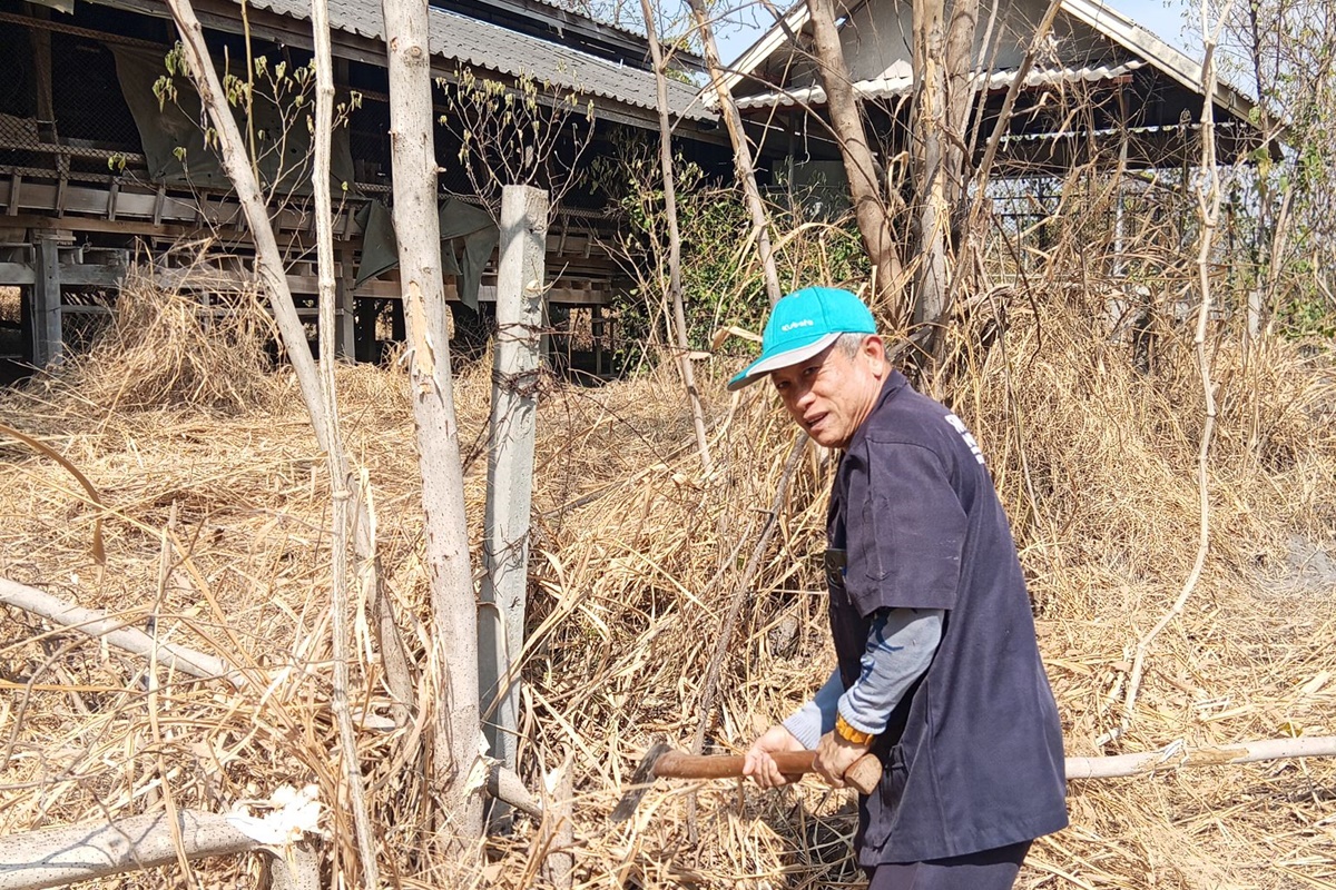 เจ้าหน้าที่ศูนย์วิจัยและพัฒนาสุกร ช่วยกันพัฒนาบริเวณฟาร์มสุกร บริเวณโรงเรือน 12 และบริเวณคอกแพะเก่า